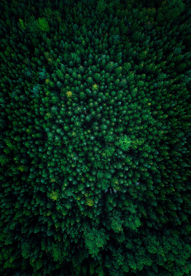 bosque